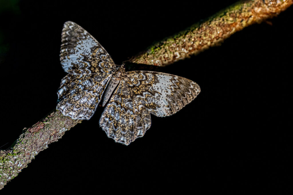 Ein Schmetterling sitzt bei Nacht auf einem Ast in Borneo