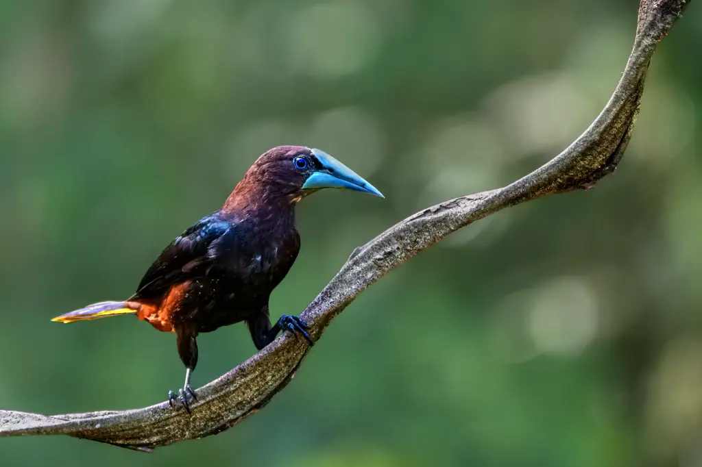 Nahaufnahme einer Breitschnabel-Oropendola in Ecuador mit ihrem charakteristischen blau-türkisen Schnabel, die perfekt die Exotik der neuen Fotoreisen 2027 symbolisiert.