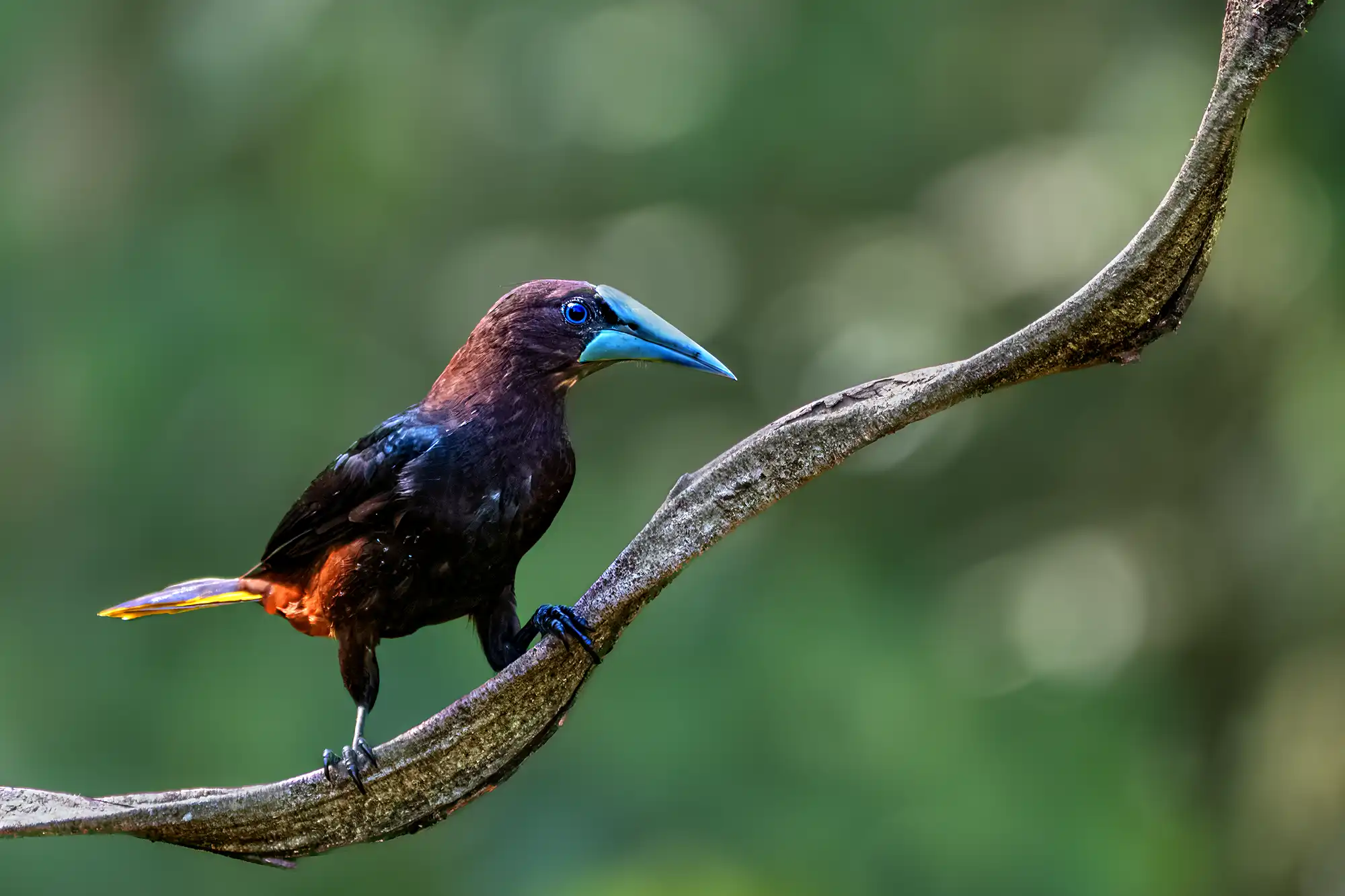 Nahaufnahme einer Breitschnabel-Oropendola in Ecuador mit ihrem charakteristischen blau-türkisen Schnabel, die perfekt die Exotik der neuen Fotoreisen 2027 symbolisiert.