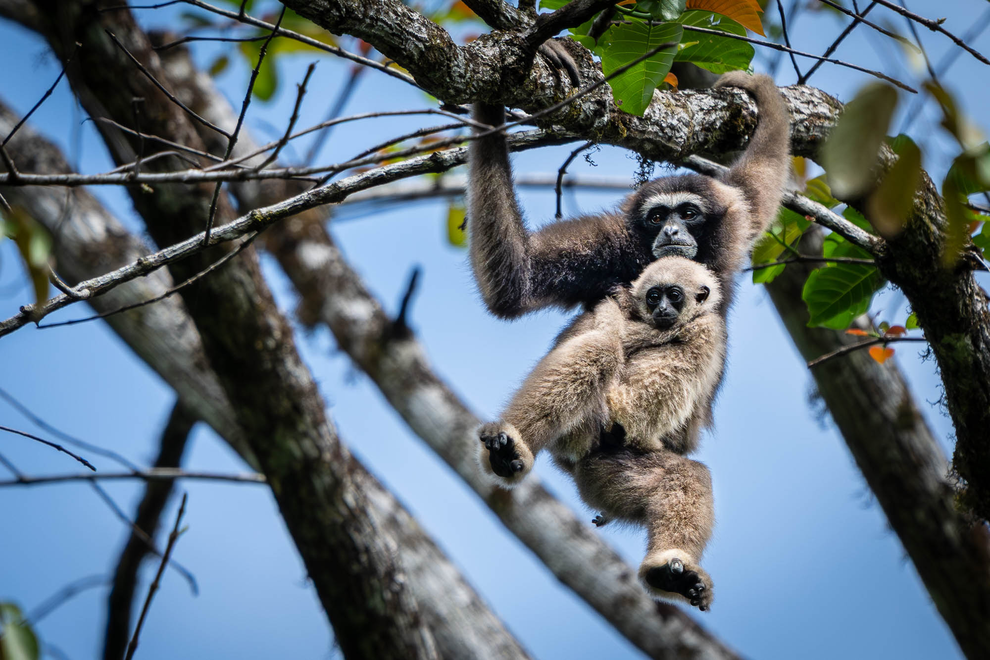 Eine Gibbon-Mutter klettert mit ihrem Jungen an der Brust durch die Bäume im Tabin Wildlife Reserve in Borneo.
