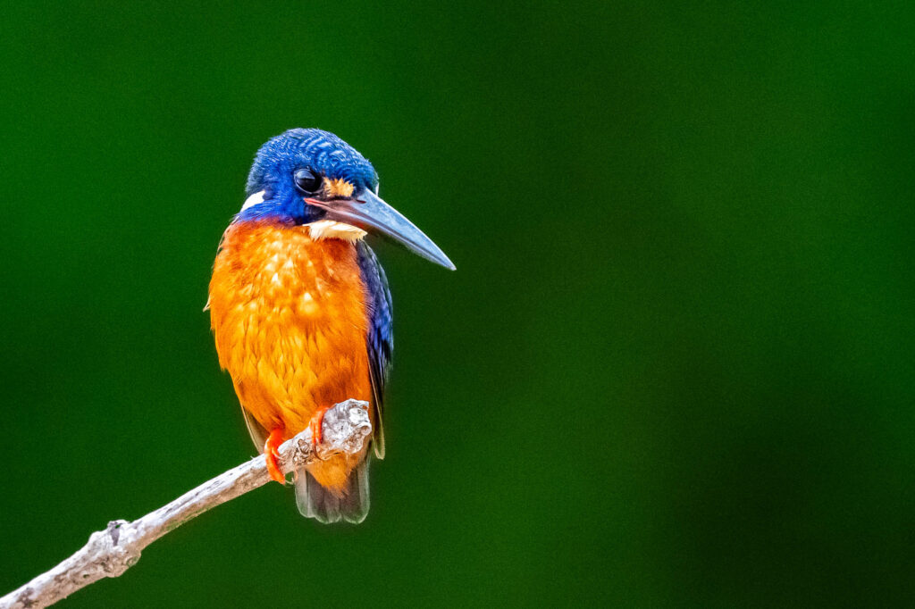 Ein Meninting-Eisvogel sitzt auf einem Astende in Borneos Natur und hat den Kopf zur Seite gedreht.