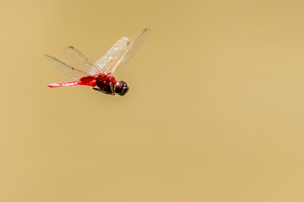 Eine Libelle im Flug, aufgenommen auf dem Kinabatangan Fluss in Borneo.