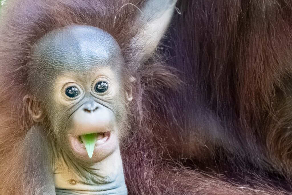 Ein enges Porträt eines Orangutan-Junges beim Fressen, aufgenommen in Borneo.
