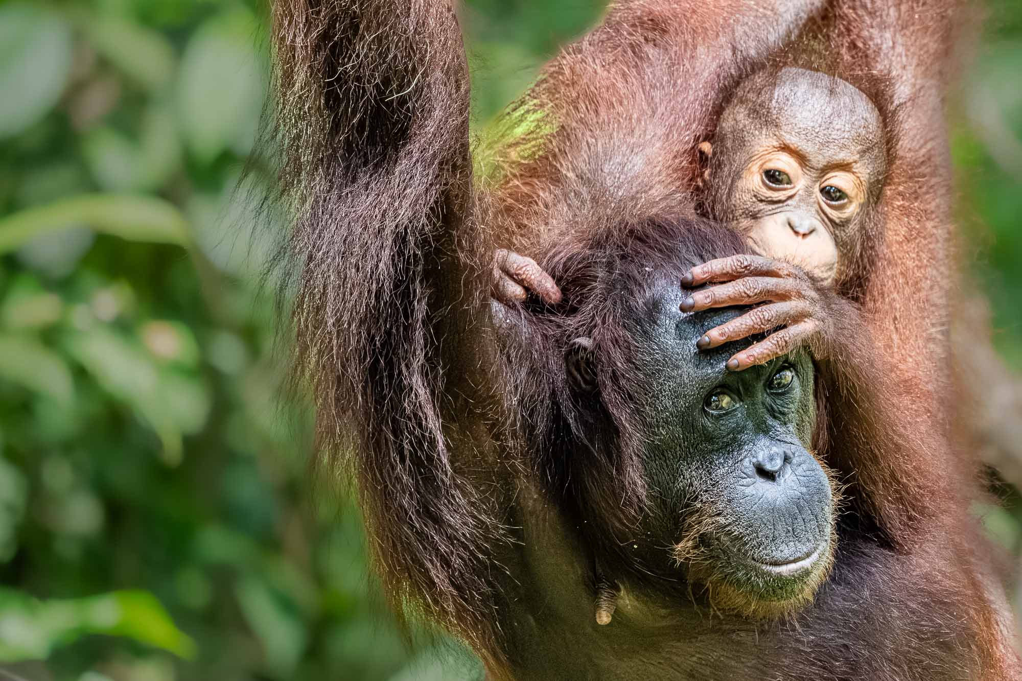 Eine Orangutan-Mutter hält ihr Junges auf dem Rücken, während es sich an ihrem Kopf festhält, aufgenommen in Borneo.