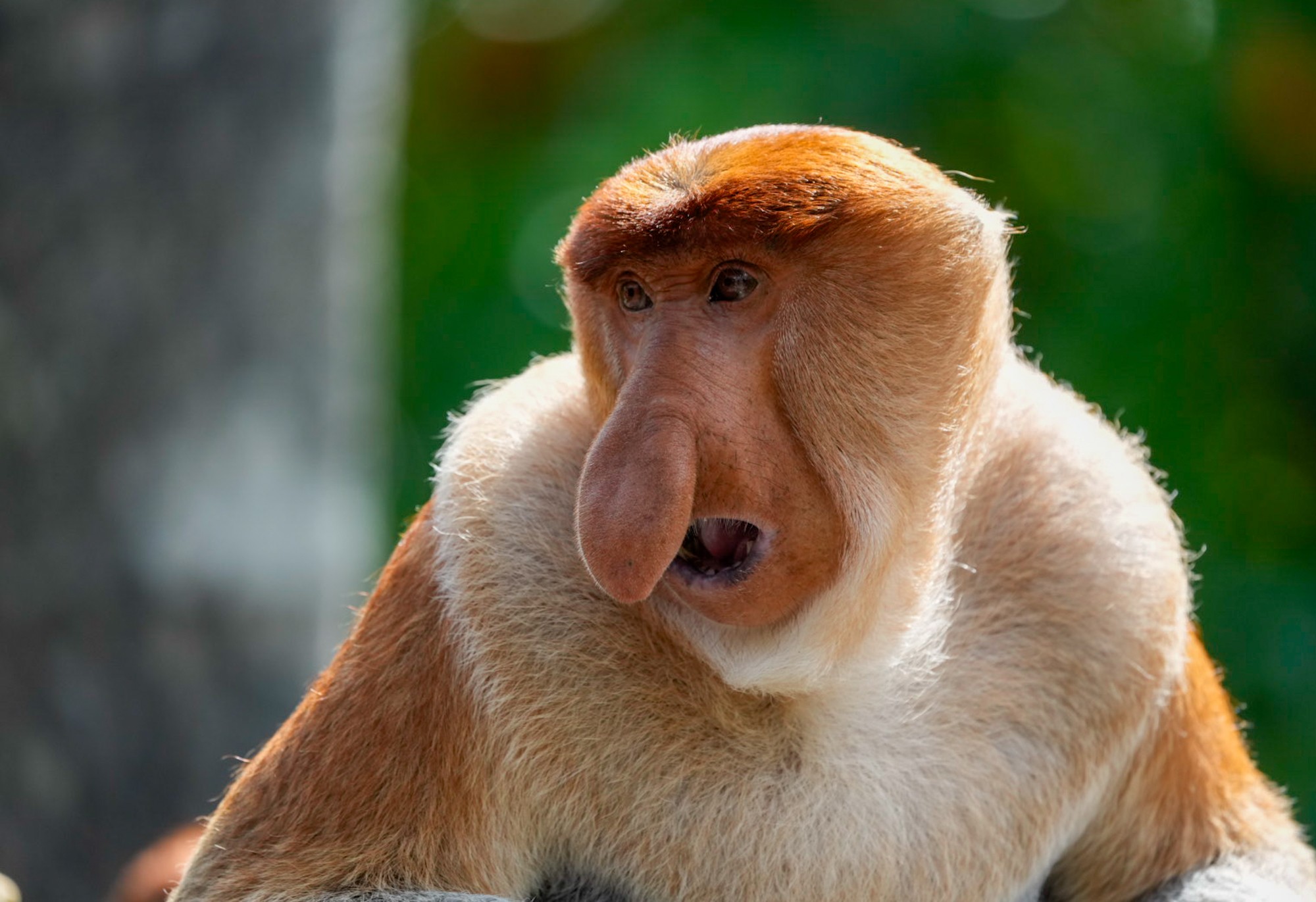Porträt-Aufnahme eines Nasenaffenmännchen, das zur Seite schaut und seinen Mund weit geöffnet hat, aufgenommen in Borneo.