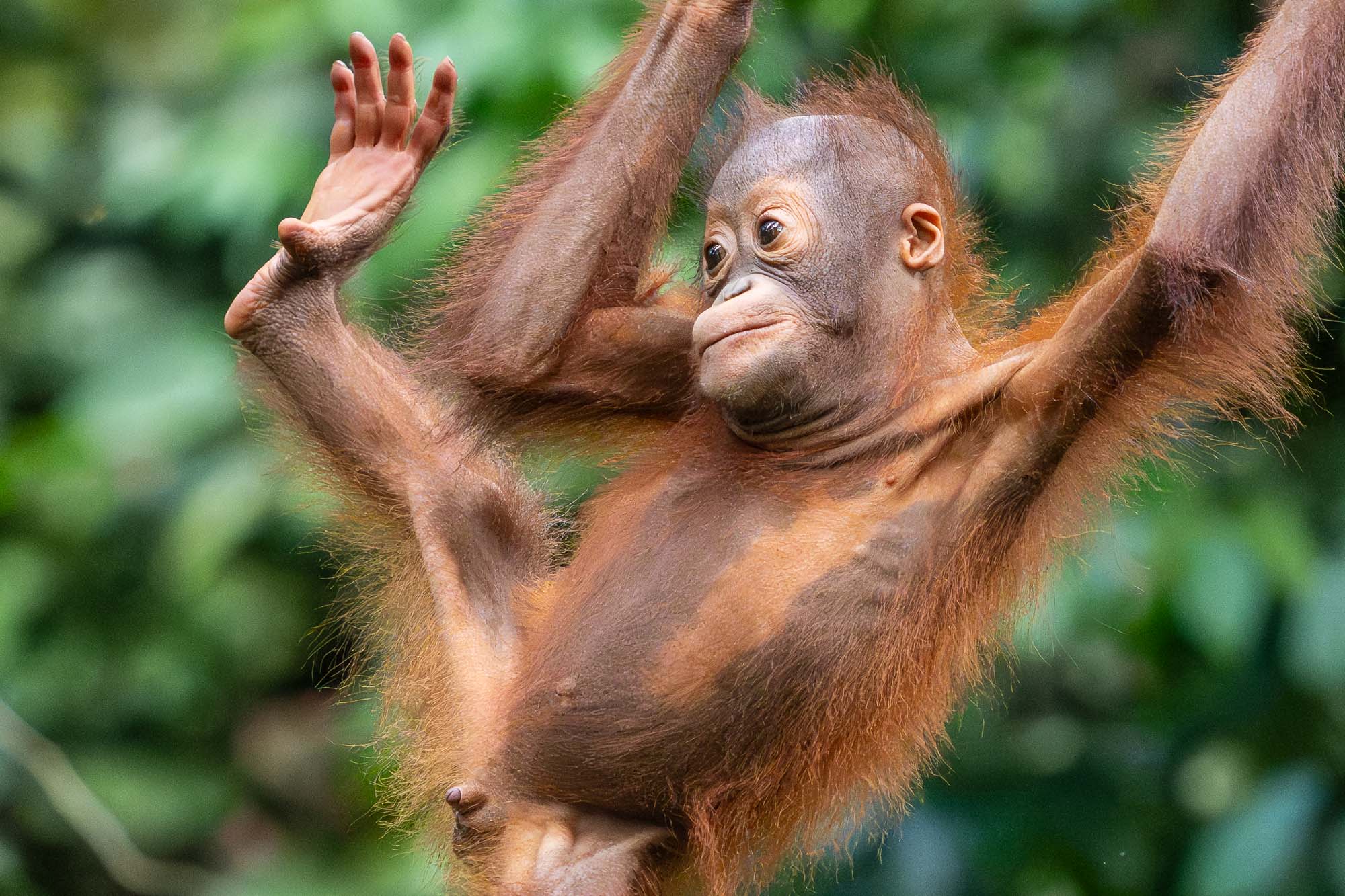 Ein enges Porträt eines Orangutan-Jungen, das an einem Baum hängt und zur Seite schaut, aufgenommen in Borneo.