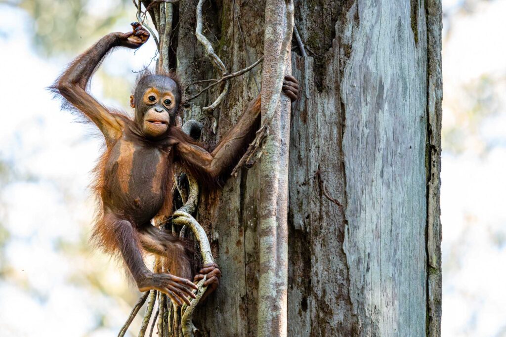 Ein Orang-Utan-Junges balanciert auf einem Ast entlang in Sepilok, Borneo.