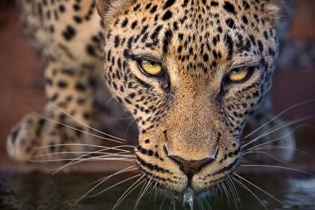 Ein Leopard trinkt Wasser und wurde fotografiert von Benny Rebel auf einer Fotoreise.