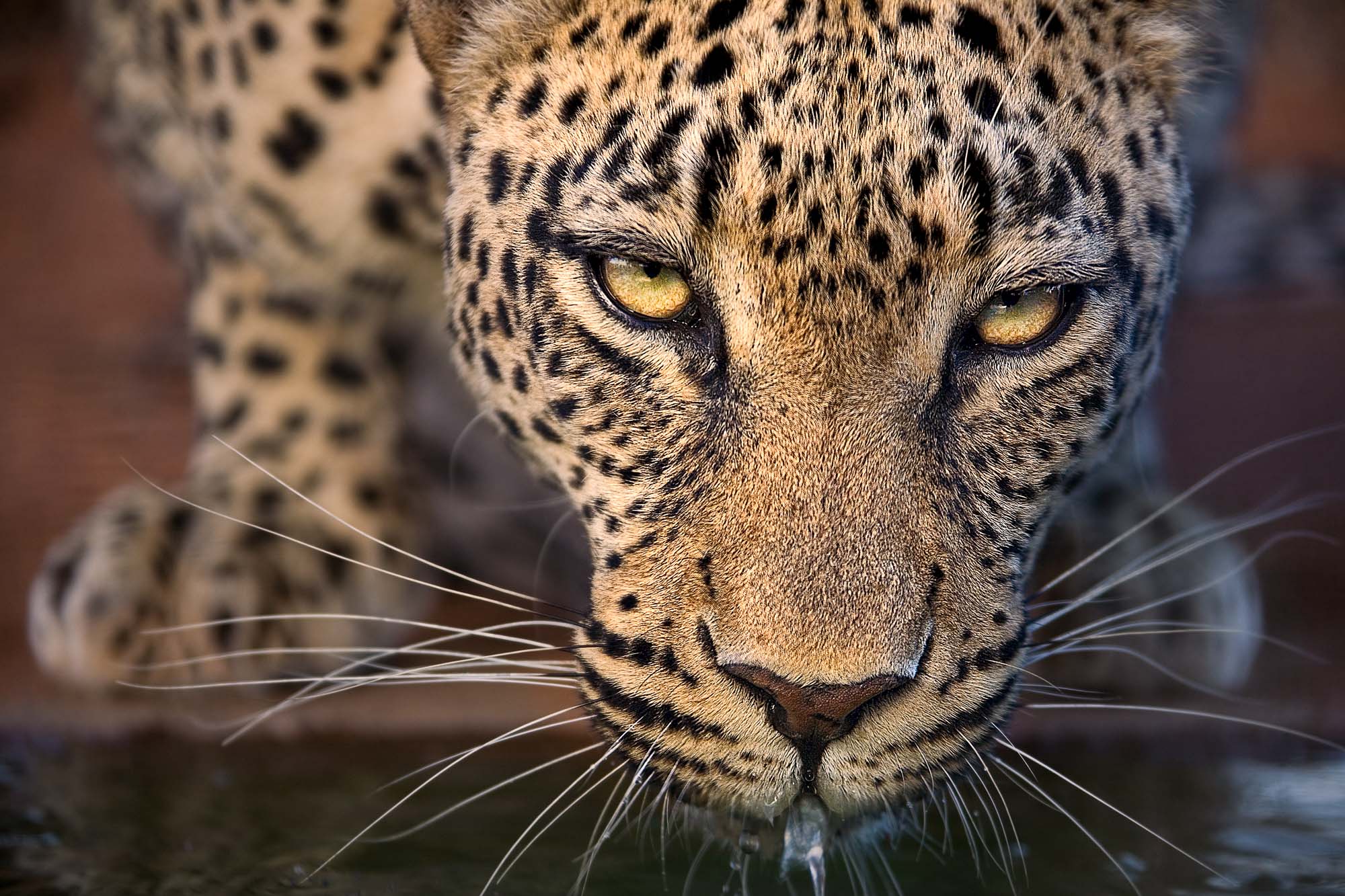 Ein Leopard trinkt Wasser und wurde fotografiert von Benny Rebel auf einer Fotoreise.