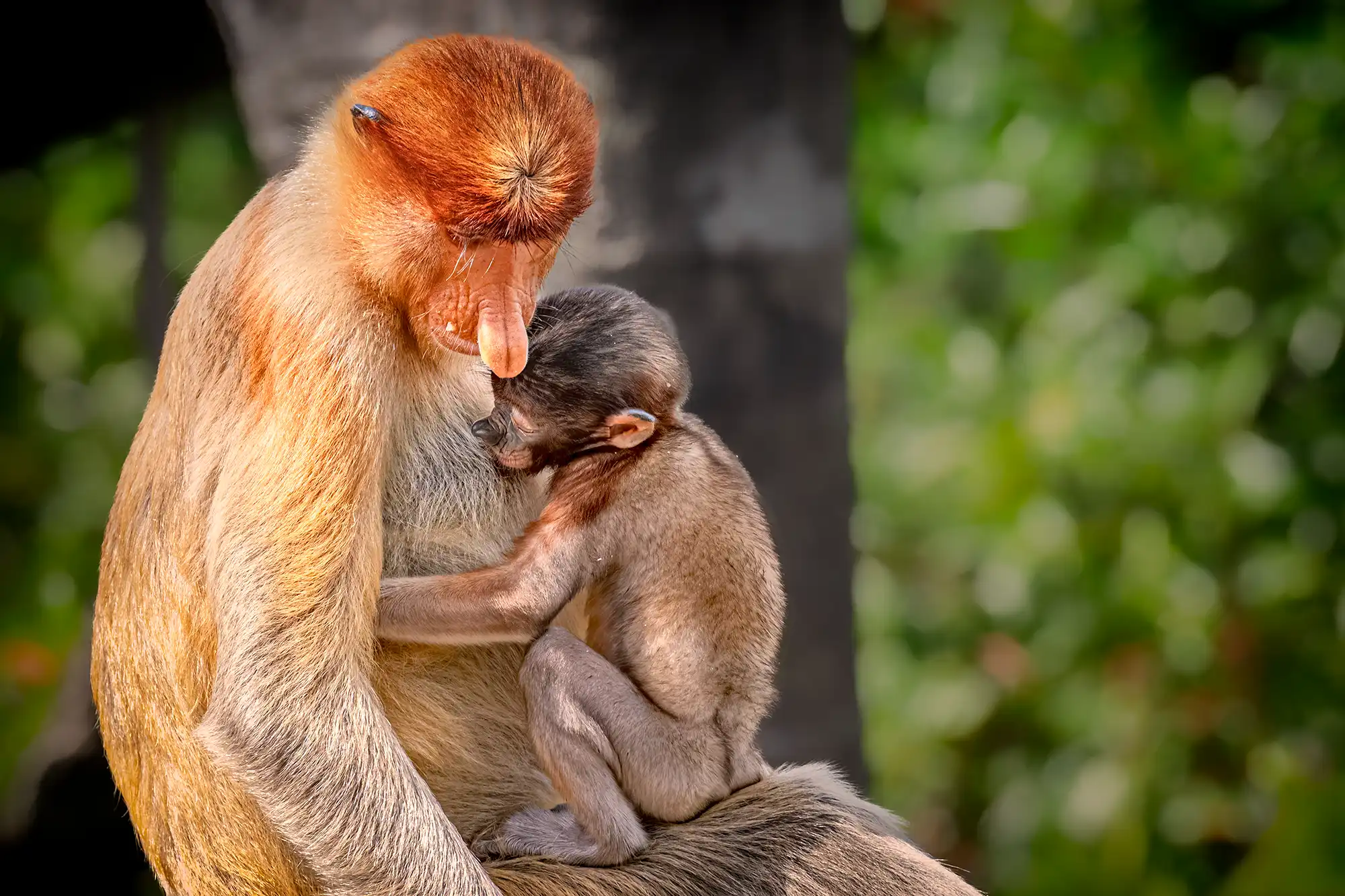 Eine Nasenaffen-Mutter hält ihr kleines Baby schützend im Arm, während es auf einer Fotoreise und Fotosafari in Borneo bei ihr trinkt.