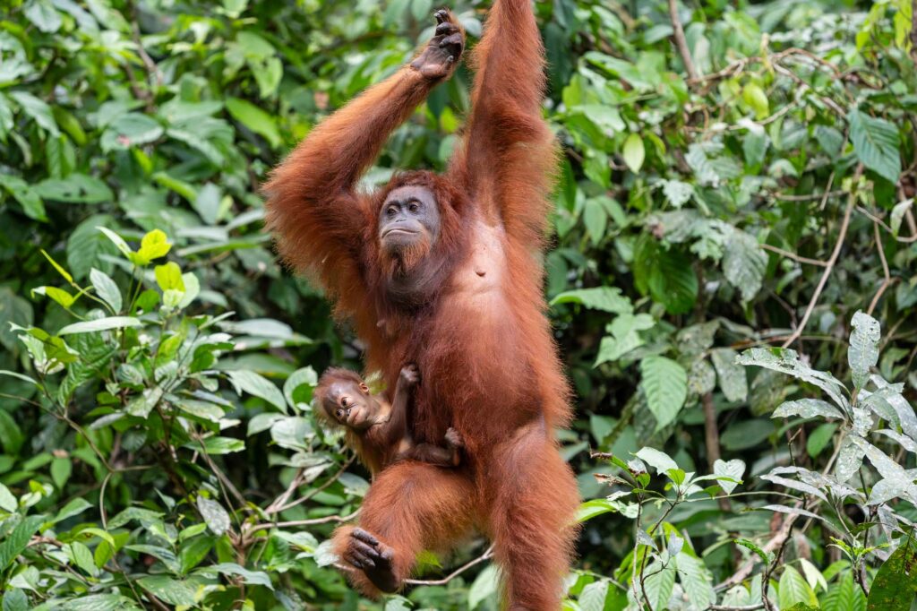 Eine Orang-Utan-Mutter hangelt sich mit ihrem sehr jungen Baby im Arm durch das dichte grüne Geäst des Dschungels von Borneo.