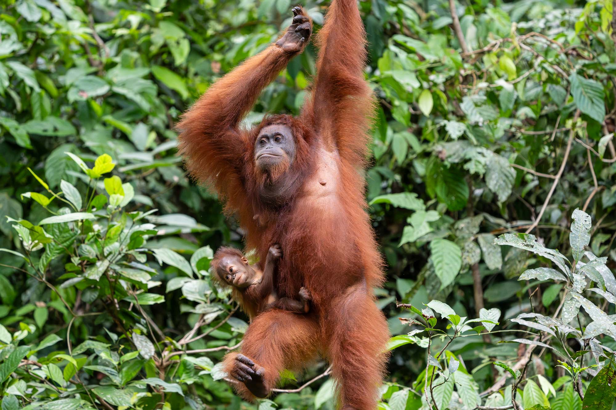 Eine Orang-Utan-Mutter hangelt sich mit ihrem sehr jungen Baby im Arm durch das dichte grüne Geäst des Dschungels von Borneo.