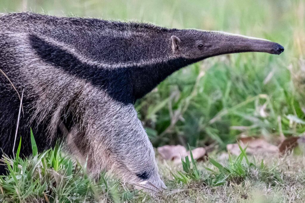 Aufnahme eines Ameisenbären in Brasiliens Südpantanal.