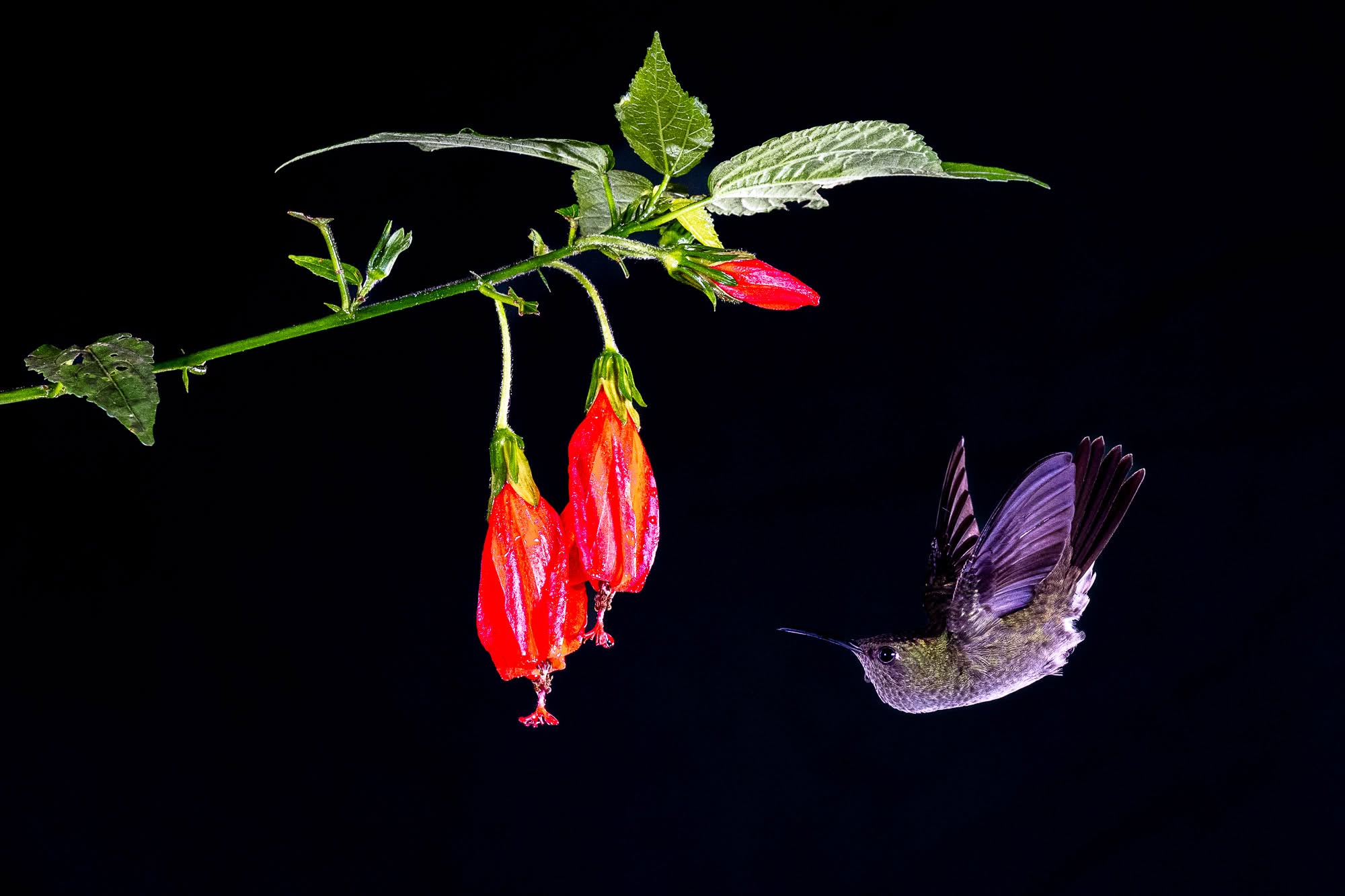 Aufnahme eines Kolibris unter einer schrill bunten Blüte in Brasiliens Regenwald.