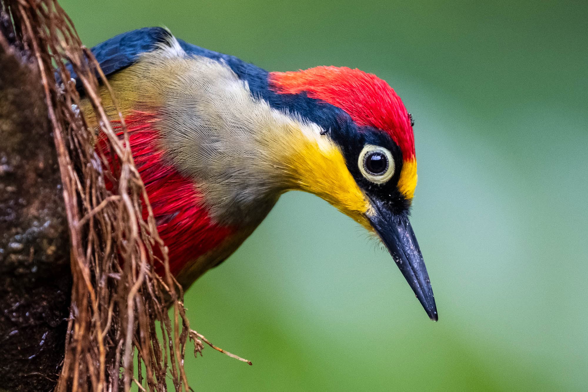 Porträtaufnahme eines bunten Vogels im Dschungel Brasiliens.