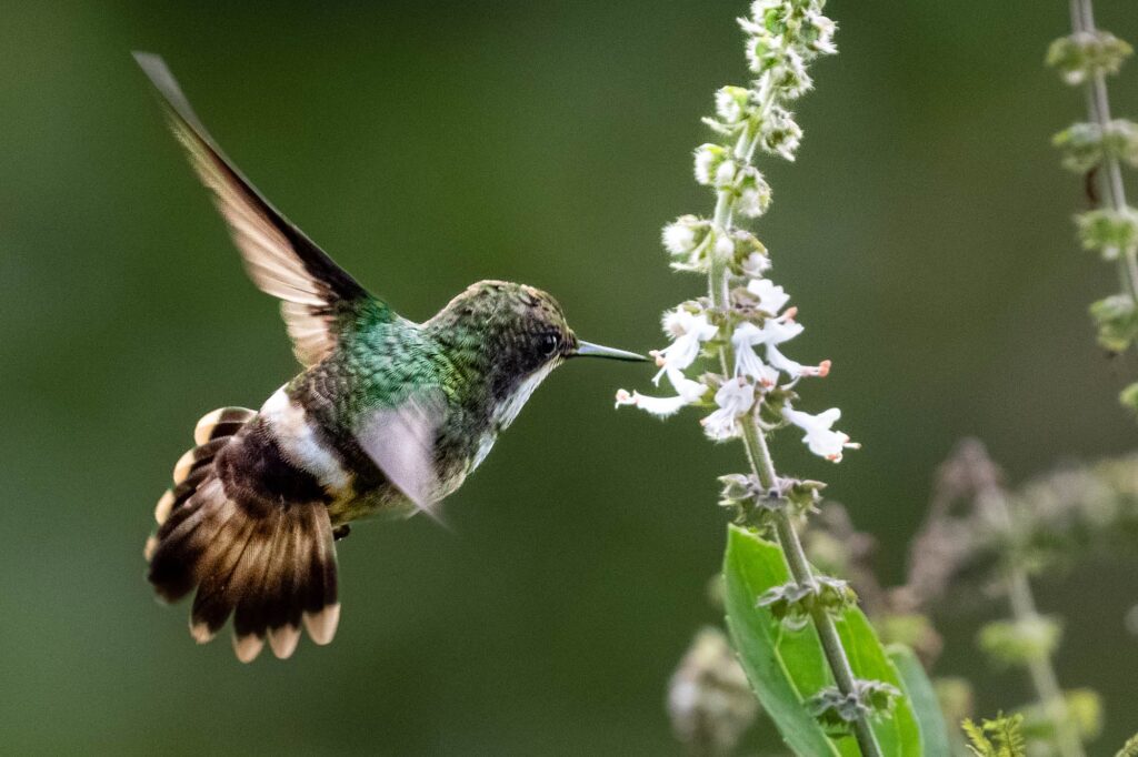 Aufnahme eines Kolibris in Brasiliens Regenwald.