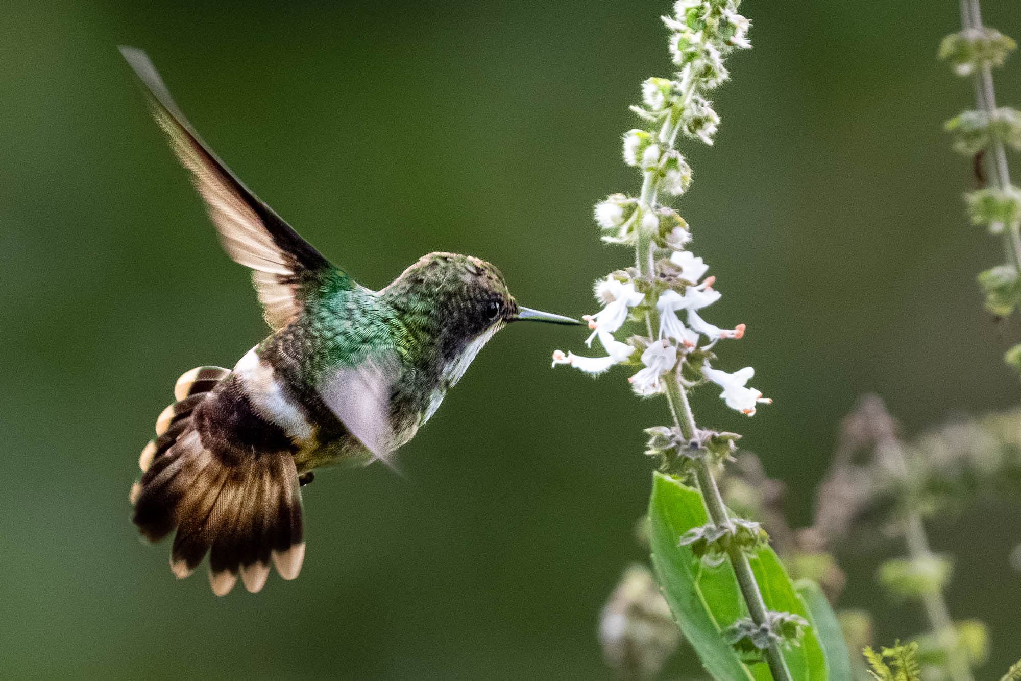 Aufnahme eines Kolibris in Brasiliens Regenwald.