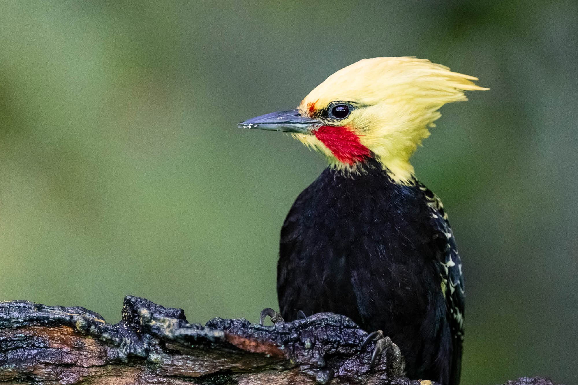 Aufnahme eines Blondschopfspechtes, aufgenommen in Südpantanal.