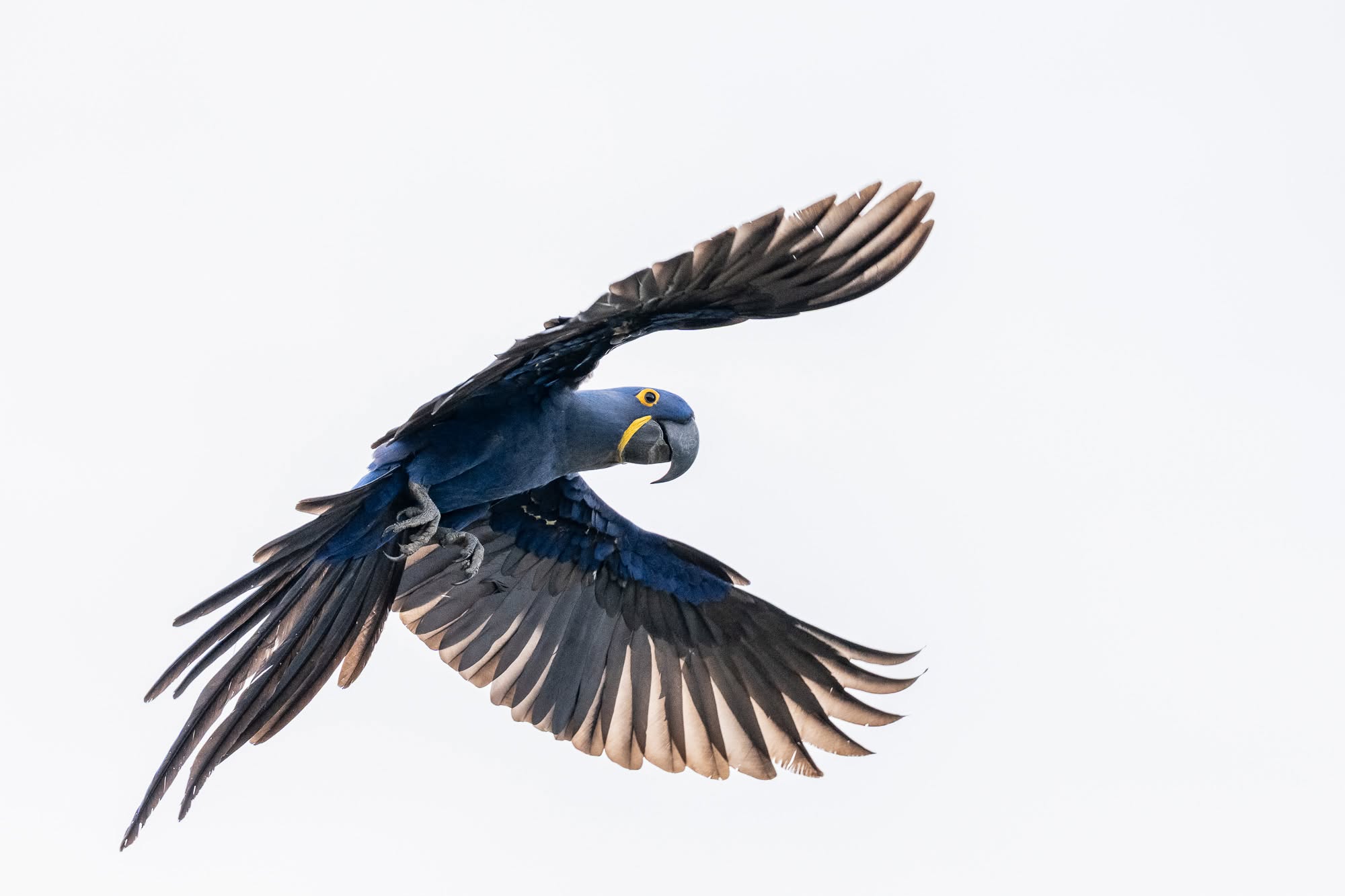 Aufnahme eines Hyazintharas, aufgenommen im Südpantanal; Brasilien.