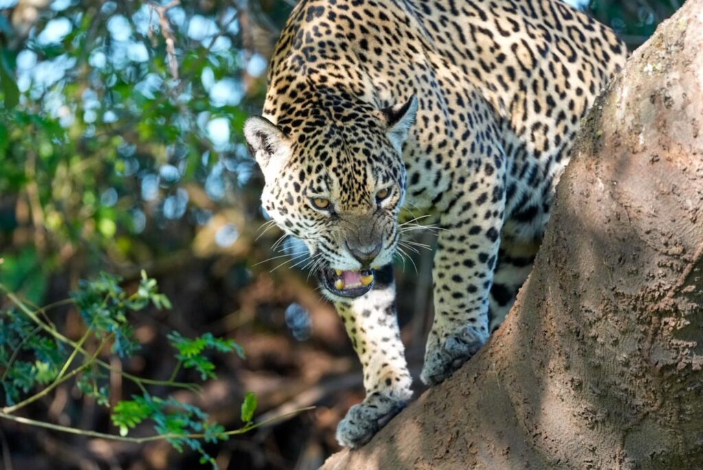 Aufnahme einer Jaguar-Mutter, die auf einem Baum stehend verärgert nach unten schaut, aufgenommen in Brasiliens Pantanal.