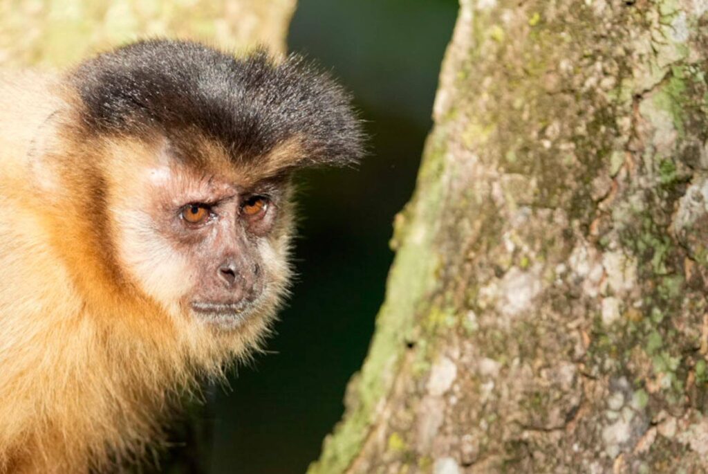 Aufnahme eines Kapuzineraffen in Brasiliens Südpantanal.