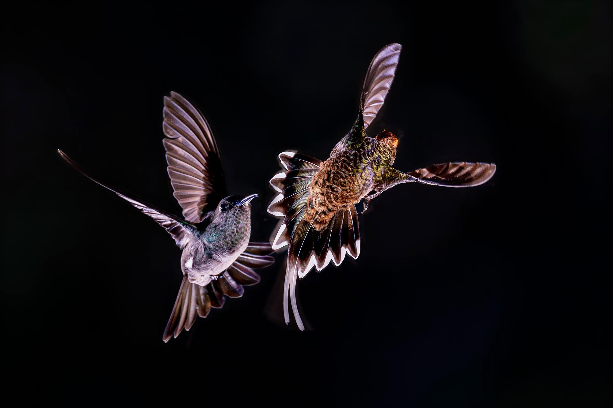 Aufnahme von zwei Kolibris im Regenwald Brasiliens.