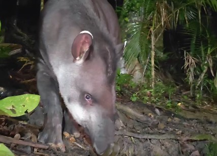Aufnahme eines Tapirs auf einer Nachtsafari durch den Regenwald Brasiliens.