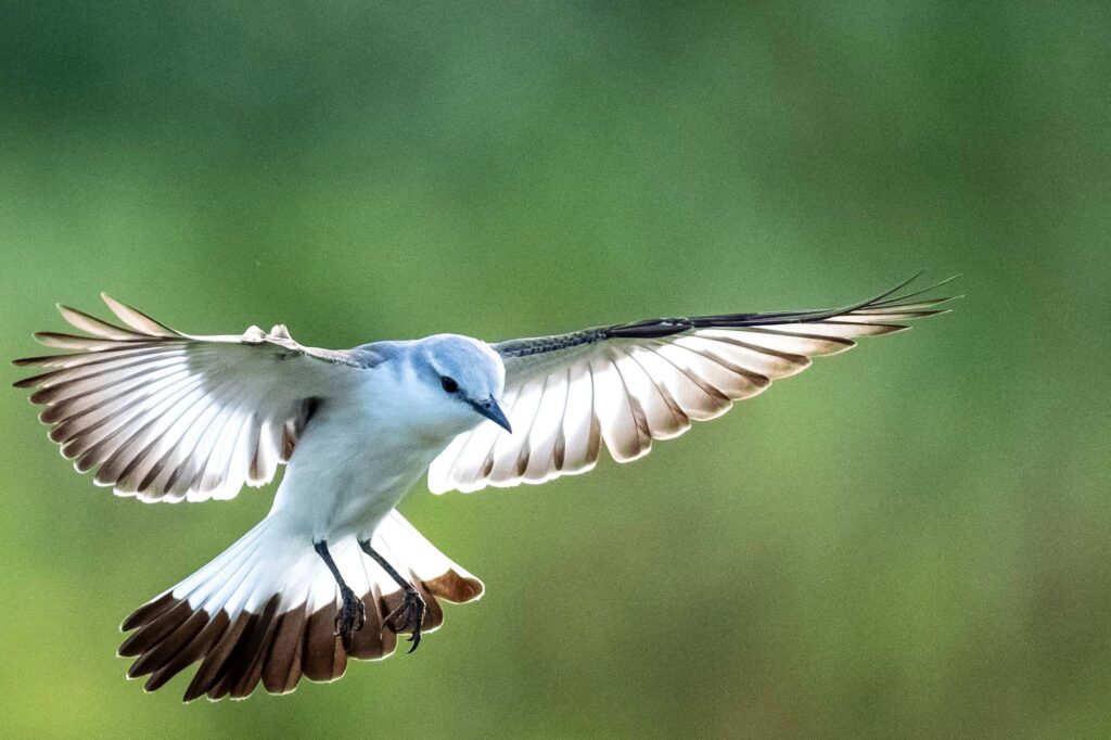 Aufnahme eines Königstyrann im Süden des Pantanals.