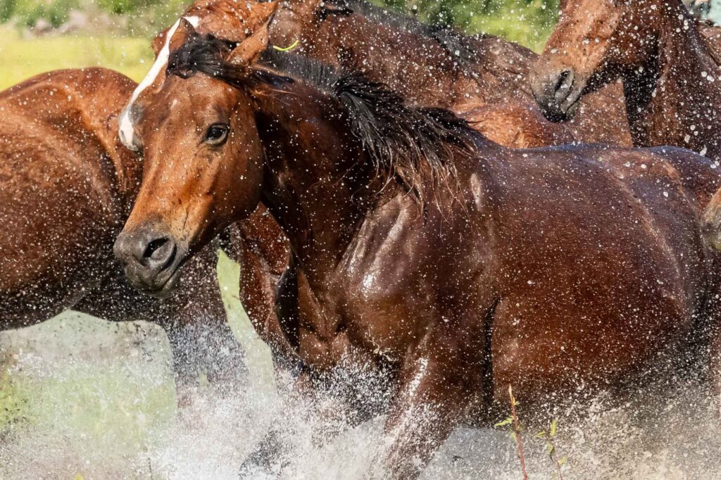 Aufnahme von Pferden beim Rennen durch Wasser im Südpantanal.