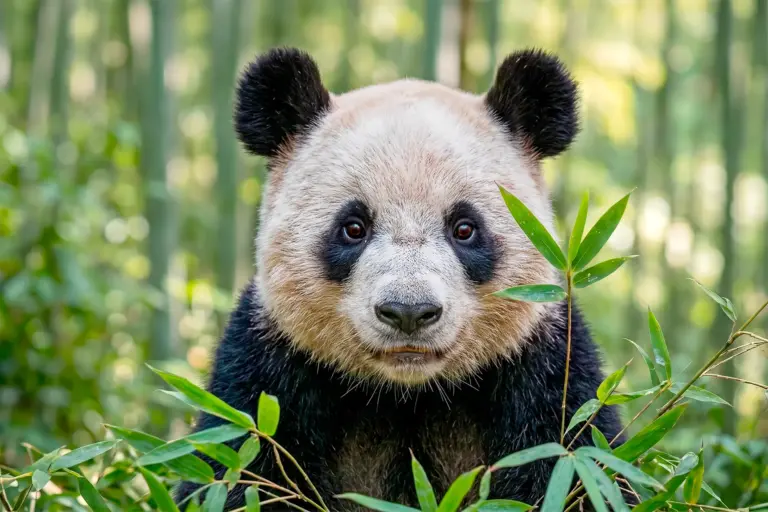 China-Fotoreise-Panda