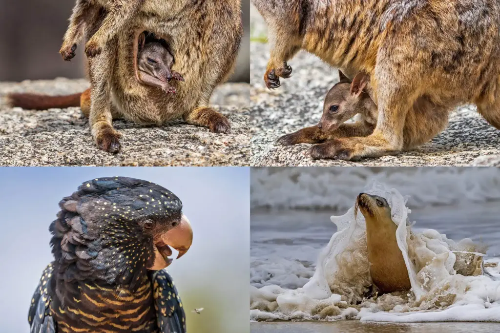 Vierer-Collage aus Australien mit Wallaby-Mutter und Jungtier im Beutel, einem Rabenkakadu und einer Seelöwen-Mutter im Wellengang an der Küste.