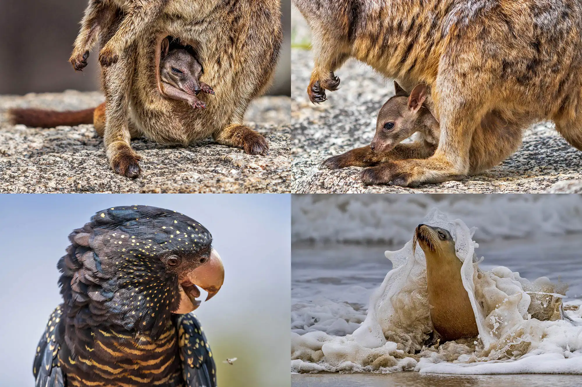 Vierer-Collage aus Australien mit Wallaby-Mutter und Jungtier im Beutel, einem Rabenkakadu und einer Seelöwen-Mutter im Wellengang an der Küste.