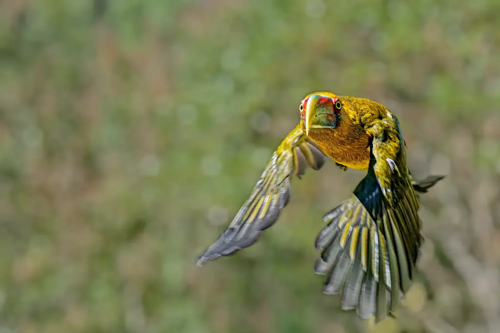 Ein farbenprächtiger Goldtukan fliegt im Urwald Brasiliens aus nächster Nähe frontal auf die Kamera zu, während sein Auge messerscharf fokussiert ist.