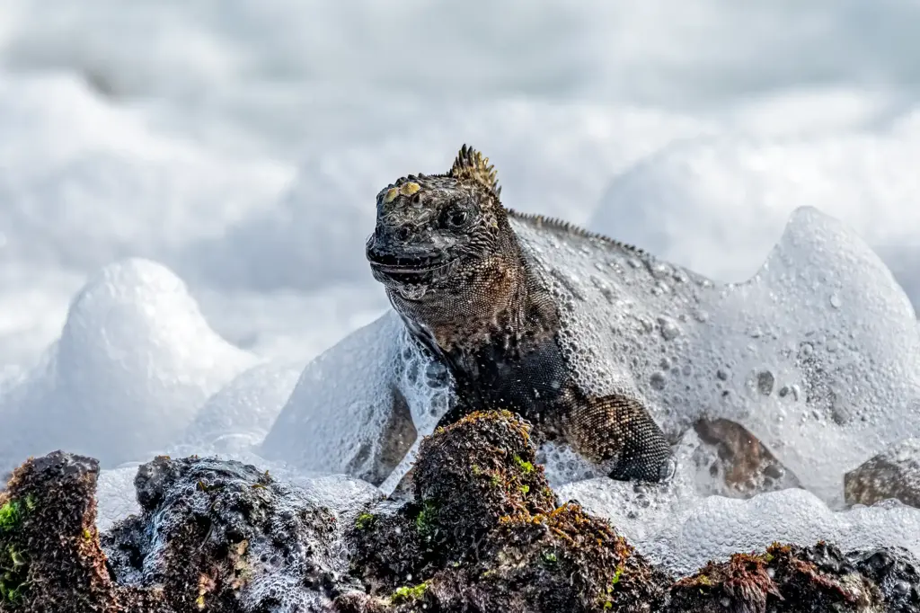 Meerechse auf den Galápagos-Inseln im tosenden Wellenschaum – aufgenommen nur wenige Meter von unserer Unterkunft während der Benny-Rebel-Fotoreise.