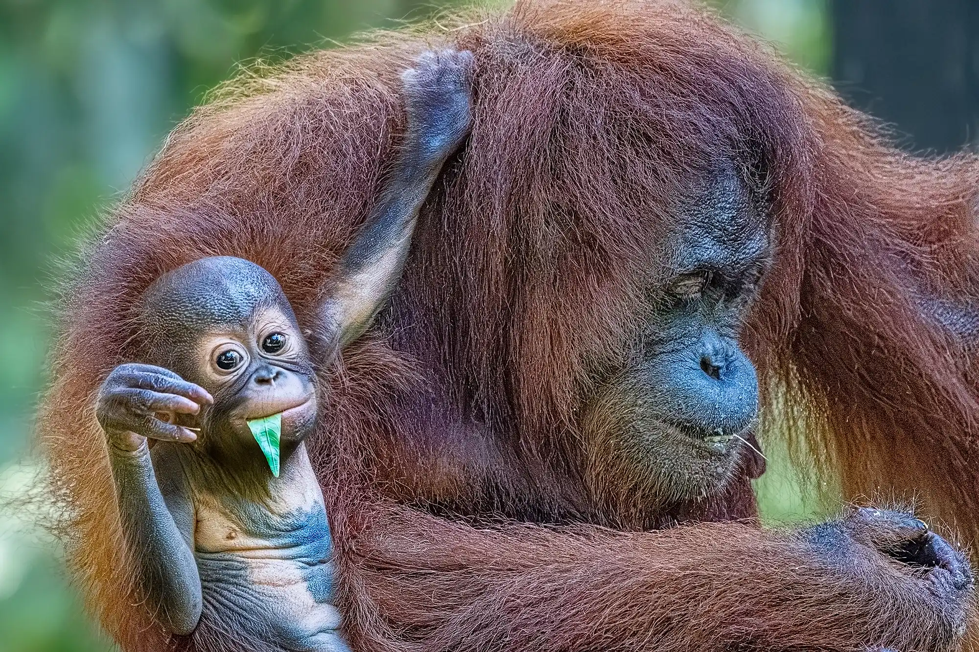 Nahaufnahme einer Orang-Utan-Mutter mit ihrem niedlichen Baby auf einer Fotosafari im Dschungel von Borneo während einer exklusiven Fotoreise.