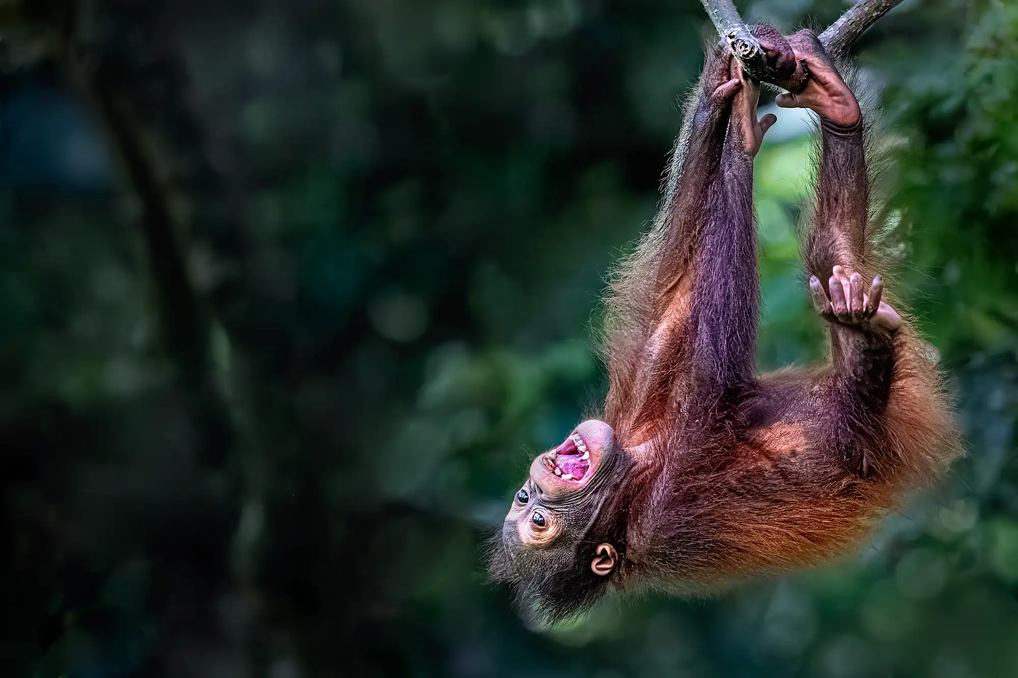 Ein kleines Orang-Utan-Baby hängt spielerisch kopfüber an Lianen neben einem dicken Baumstamm im Regenwald von Borneo.