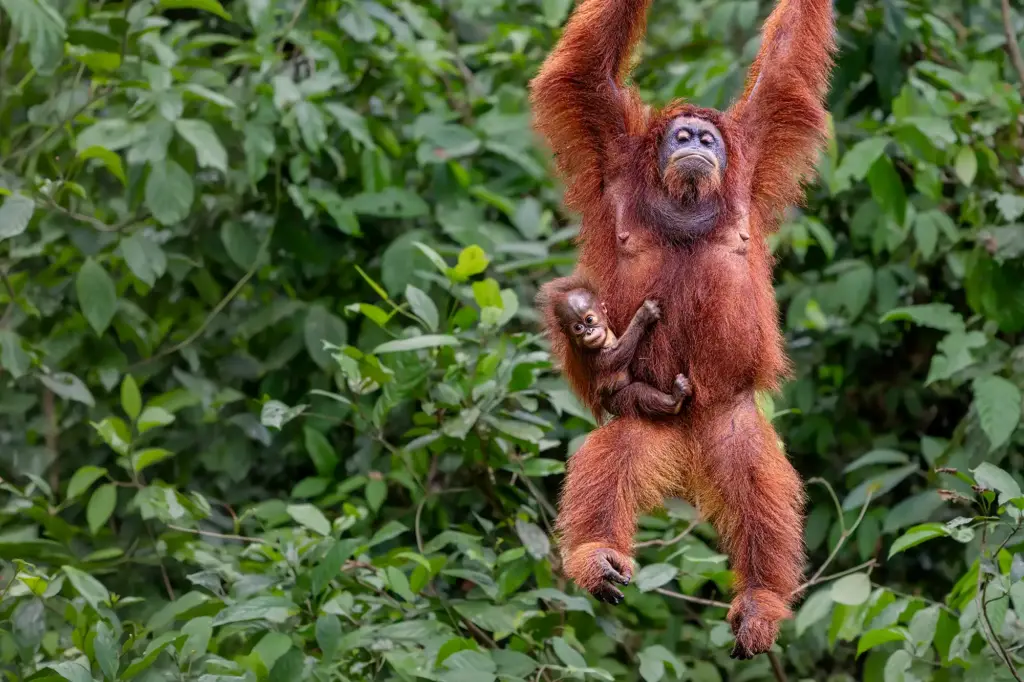 Eine Orang-Utan-Mutter hängt mit ihrem kleinen Baby im grünen Blätterdach des Urwalds von Borneo während einer Fotosafari.