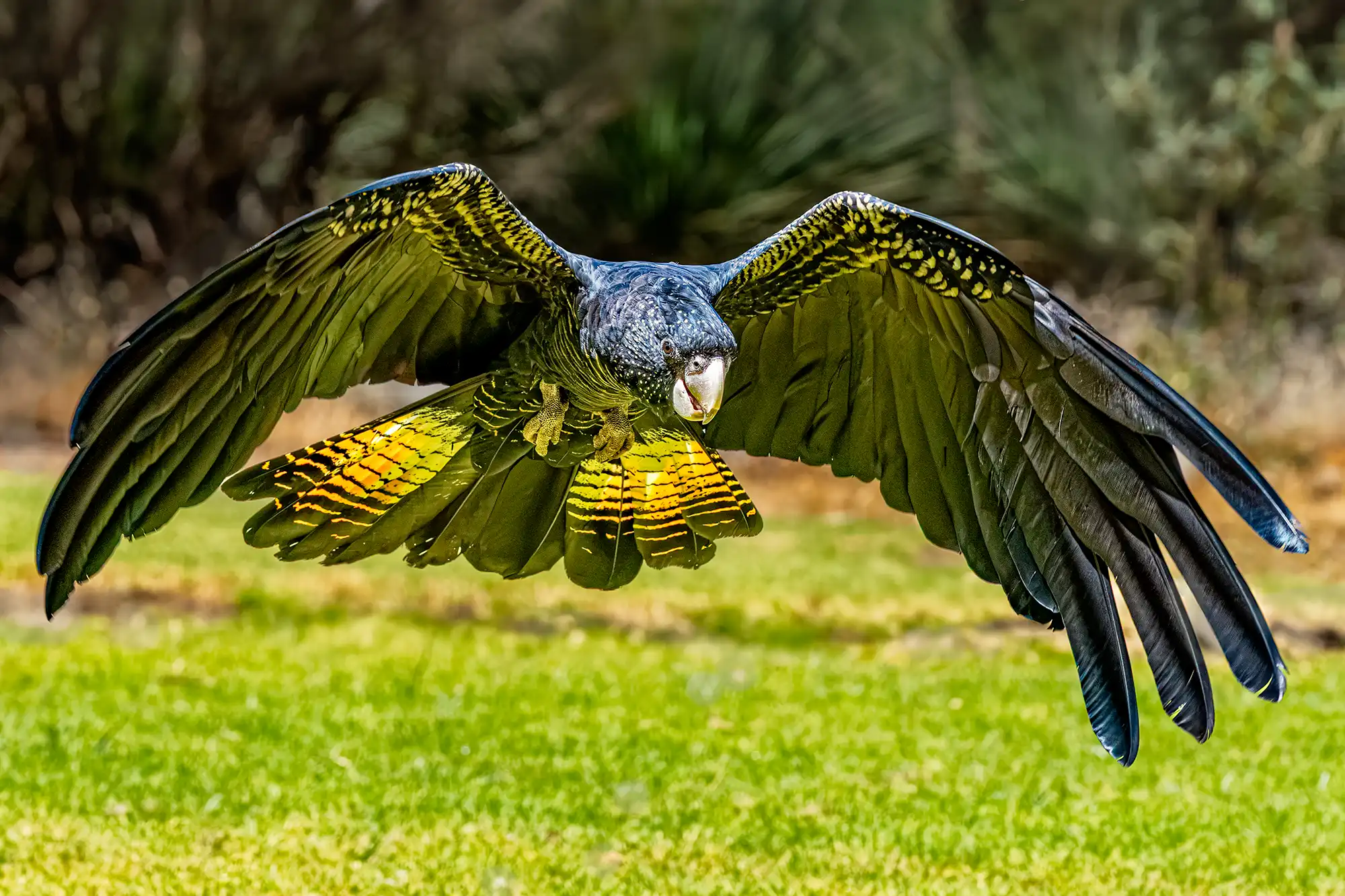 Ein australischer Rabenkakadu im kunstvollen Schwebeflug mit ausgebreiteten Schwingen und schimmernden Federdetails auf einer Fotosafari.