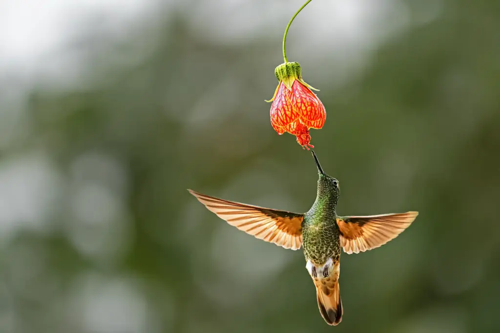 Zimt-Amazonie Kolibri saugt Nektar an einer roten Blüte während einer Fotoreise durch Ecuador.