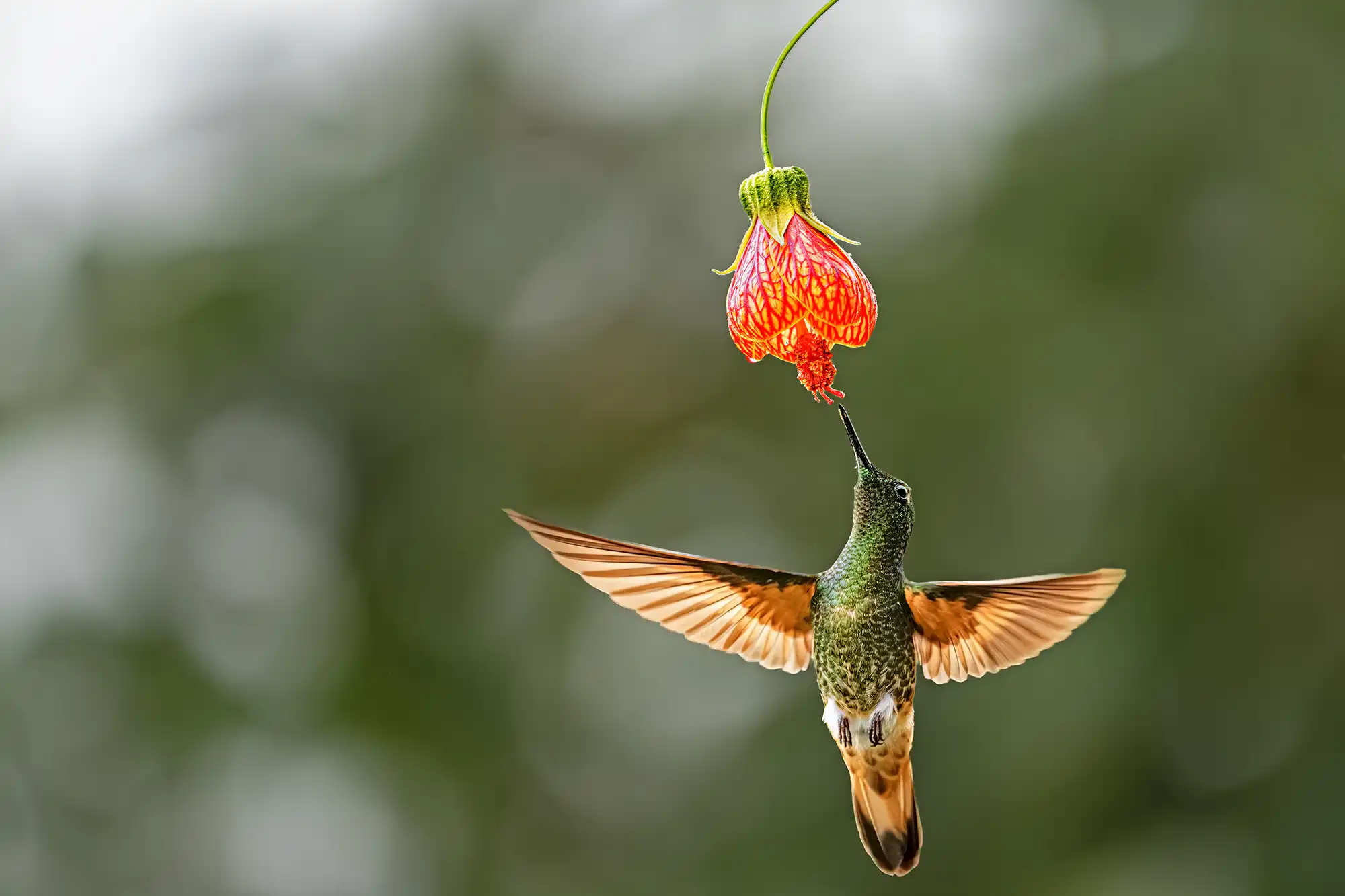 Zimt-Amazonie Kolibri saugt Nektar an einer roten Blüte während einer Fotoreise durch Ecuador.