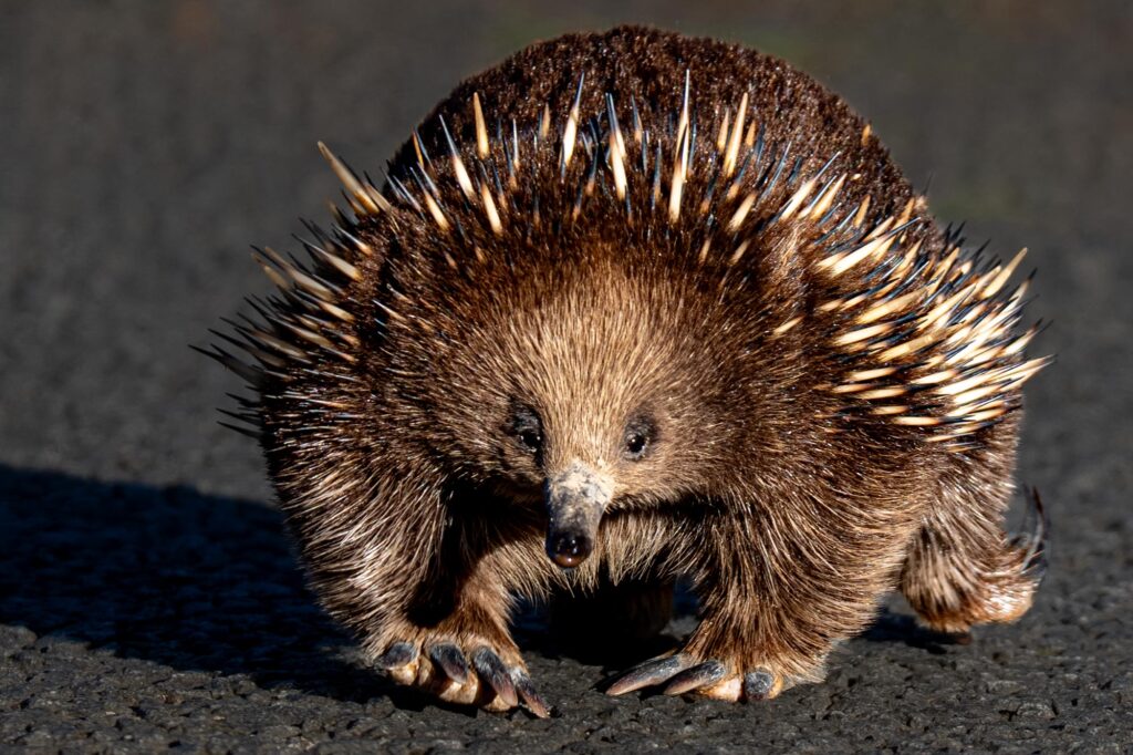 Ein Ameisenigel überquert gemächlich eine Asphaltstraße auf Tasmanien während einer Fotoreise.