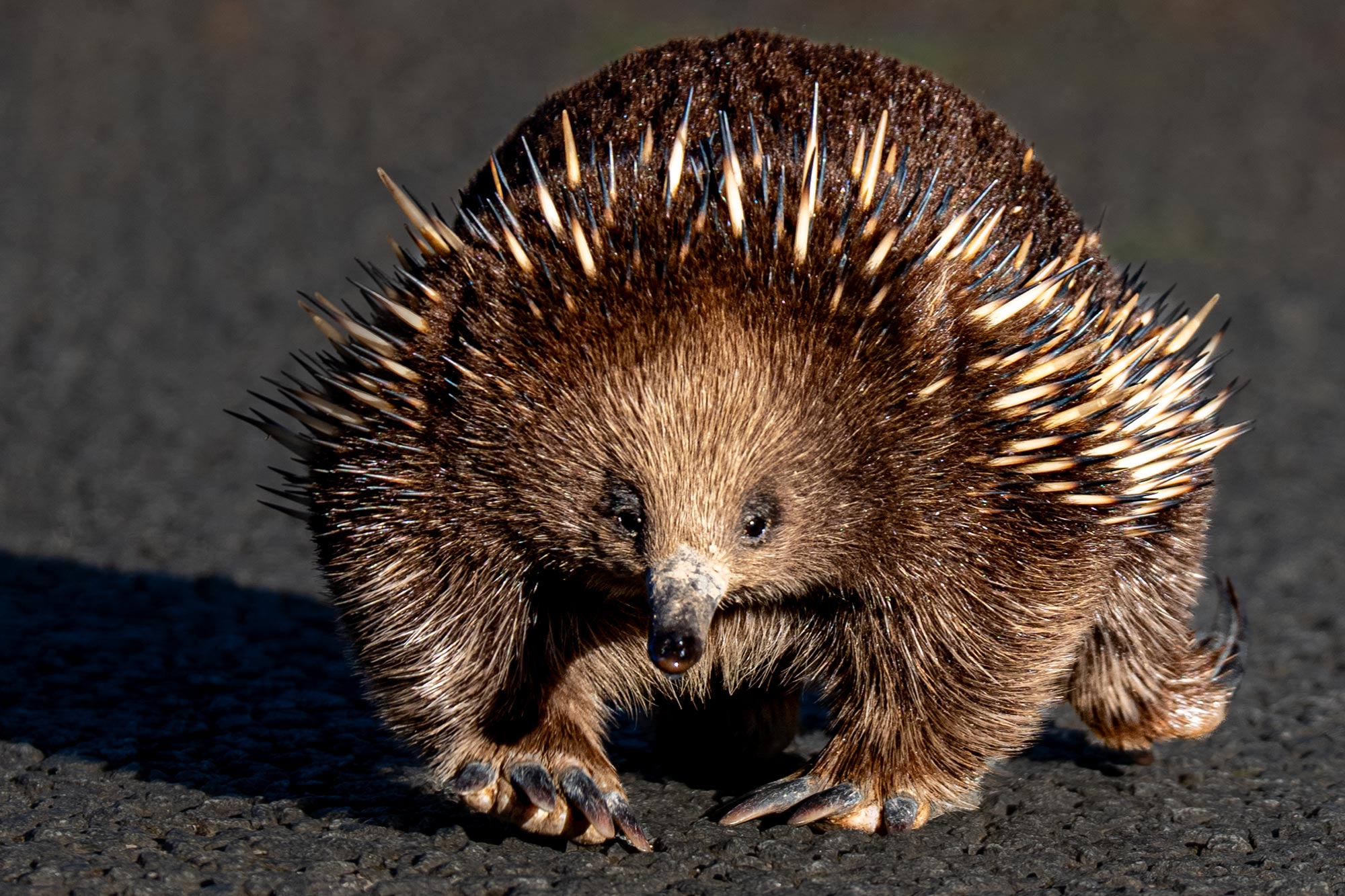 Ein Ameisenigel überquert gemächlich eine Asphaltstraße auf Tasmanien während einer Fotoreise.