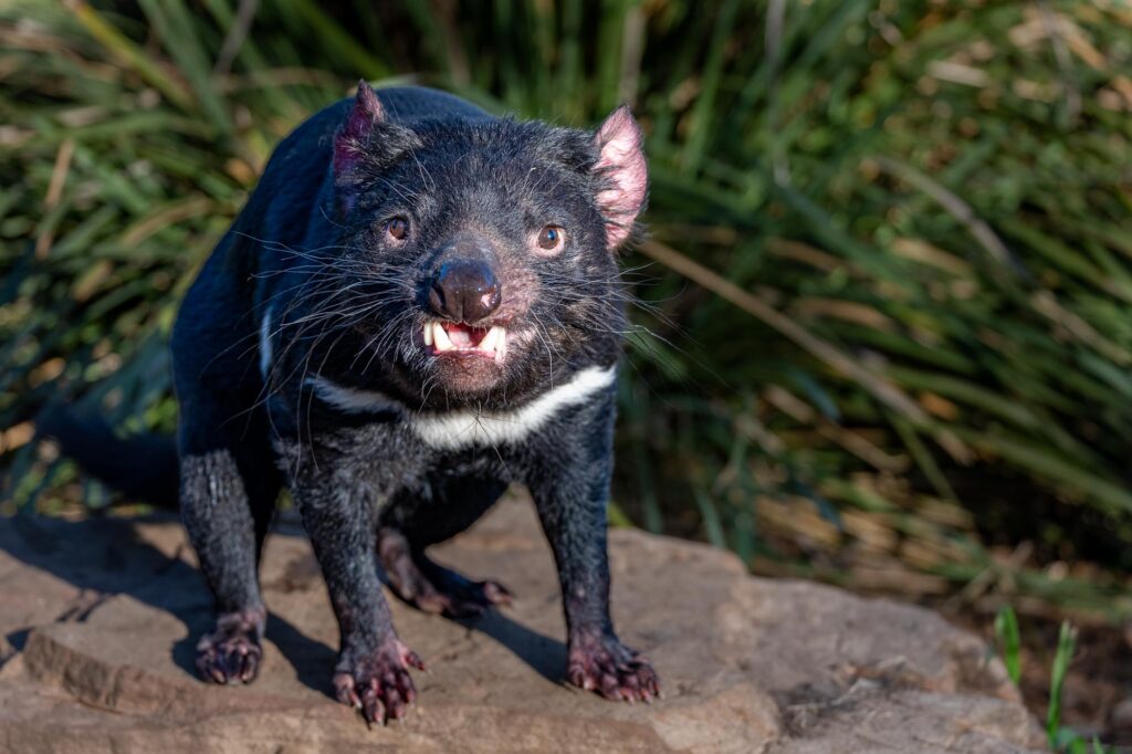 Ein Tasmanischer Teufel blickt aufmerksam in die Kamera während einer Fotoreise auf Tasmanien.