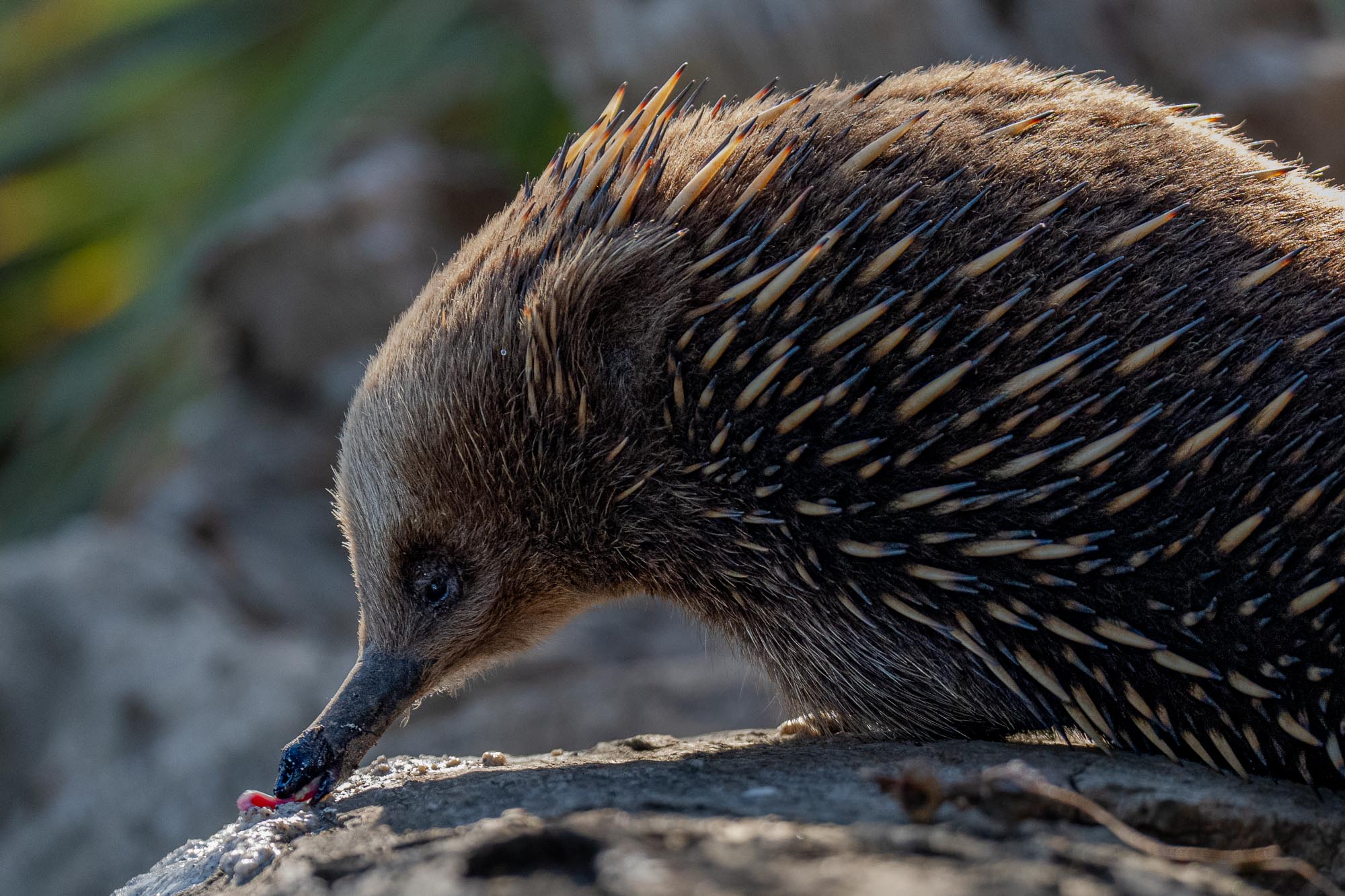 Tasmanien Fotoreise mit Benny Rebel Fotosafaris GmbH.