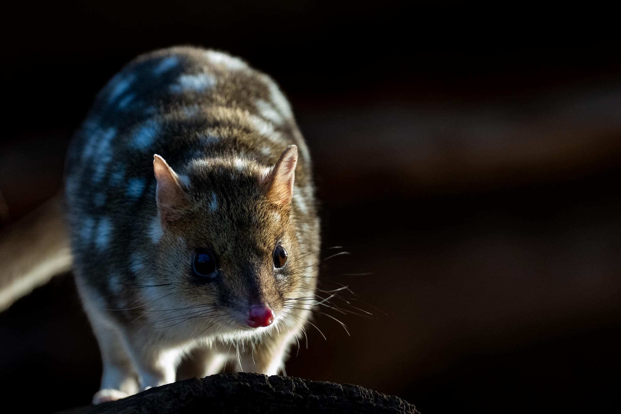 Tasmanien Fotoreise mit Benny Rebel Fotosafaris GmbH.
