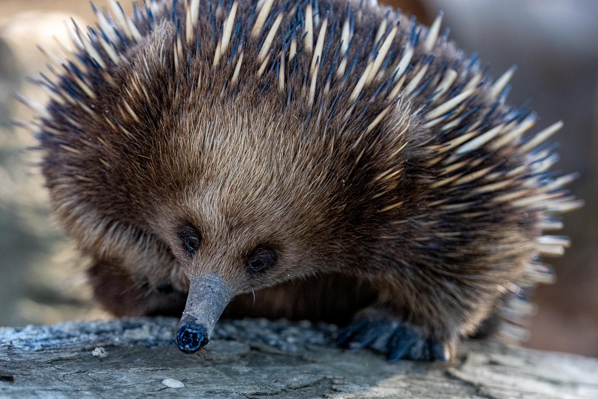 Tasmanien Fotoreise mit Benny Rebel Fotosafaris GmbH.