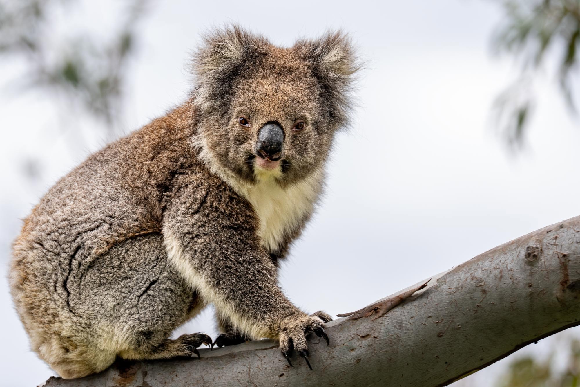 Ein Koala sitzt auf einem Eukalyptusbaum und blickt direkt in die Kamera. Der australische Beutelsäuger ist detailreich zu sehen und hält sich mit seinen kräftigen Krallen am Ast fest.