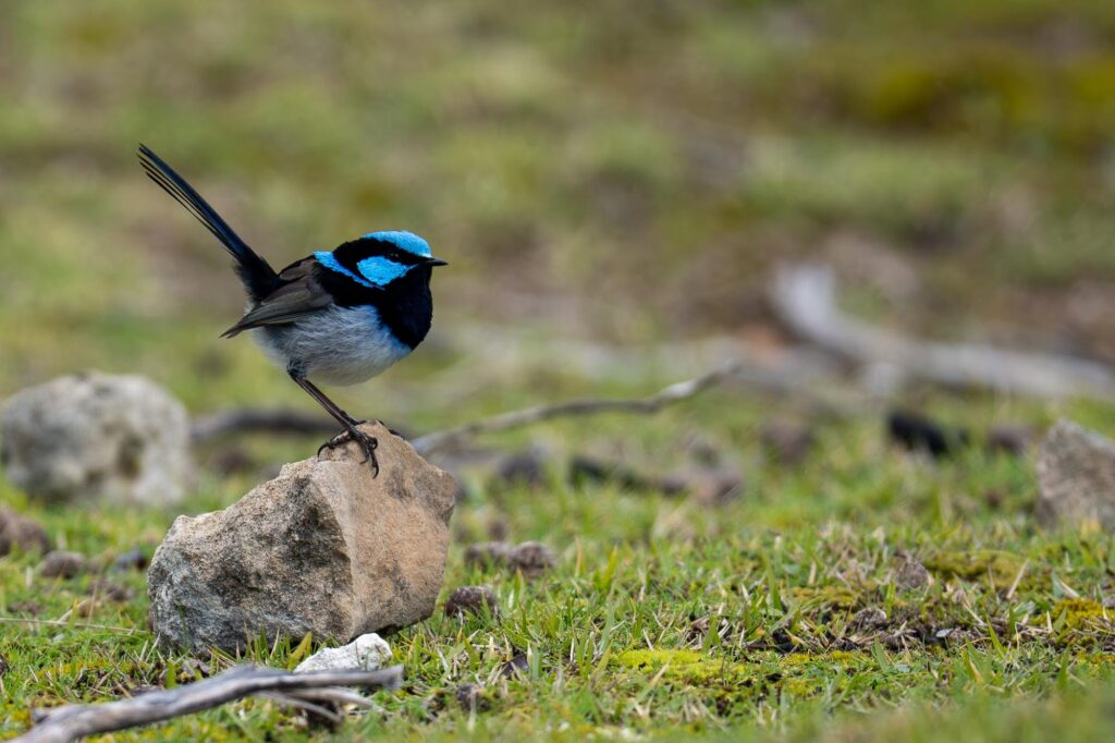 Ein winziger Prachtstaffelschwanz sitzt auf einem Stein auf Kangaroo Island.
