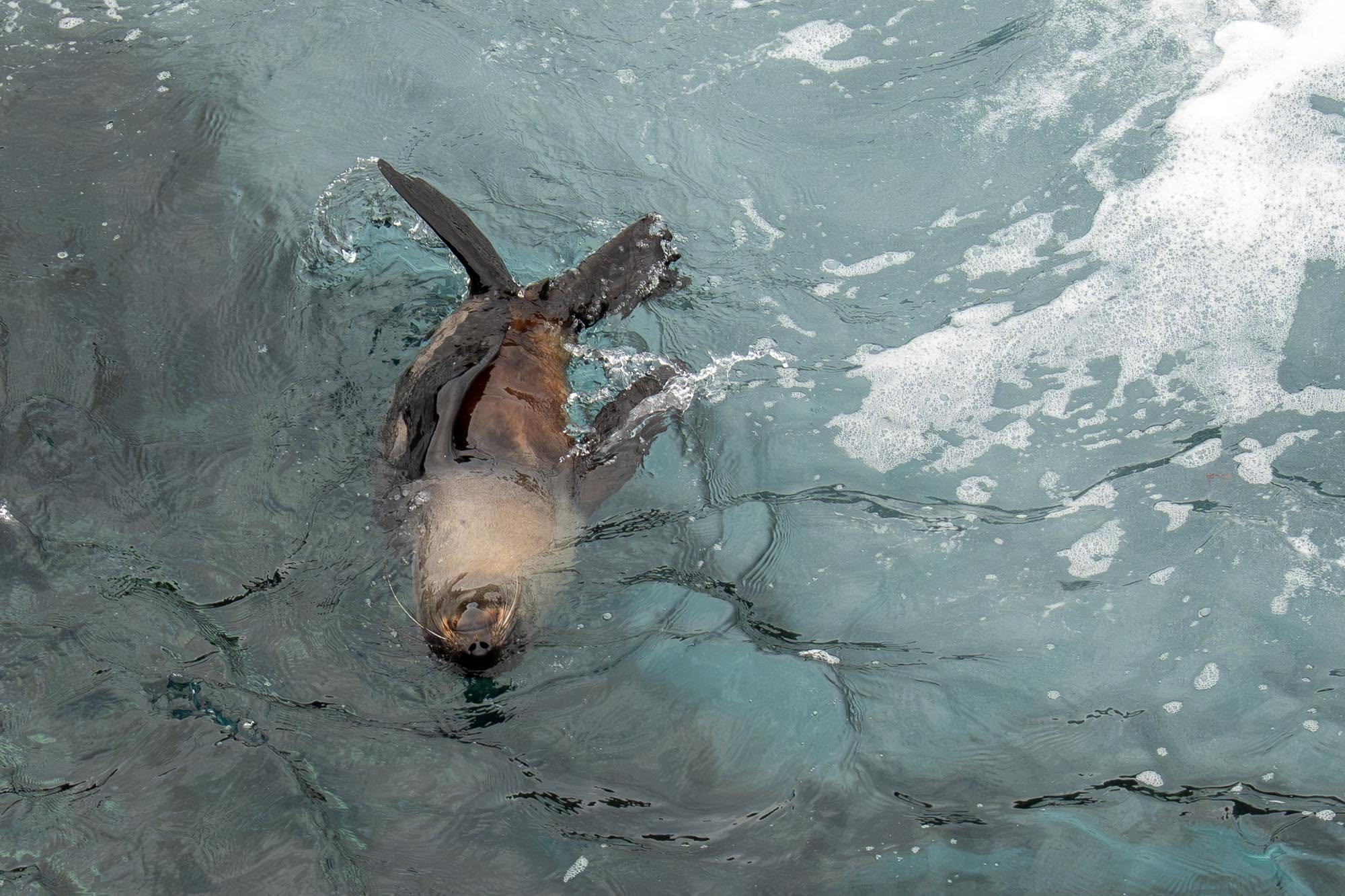 Ein neuseeländischer Seebär im Meer bei Kangaroo Island.