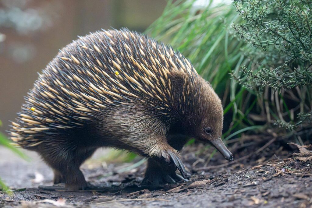 Der Ameisenigel: Australiens stacheliges Naturwunder